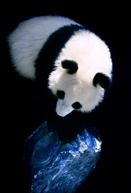 Wild panda photograph by Hou Yimin, On the Same Planet, complete image